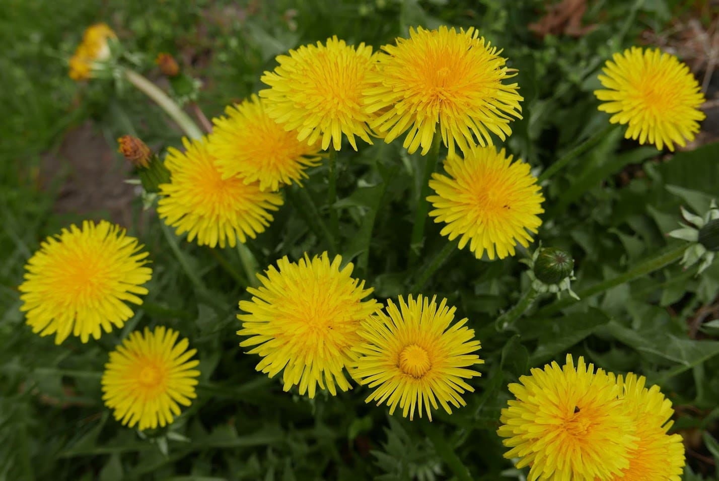 {{brizy_dc_image_alt entityId=